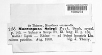 Macrospora scirpi image